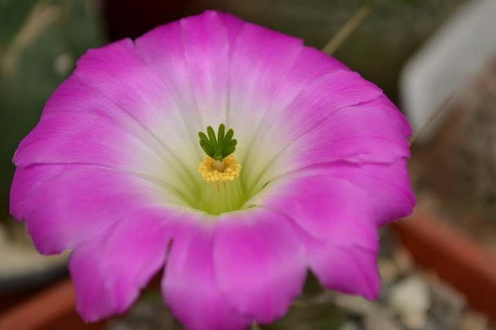 DSC_0106%252520%2525282%252529.JPG