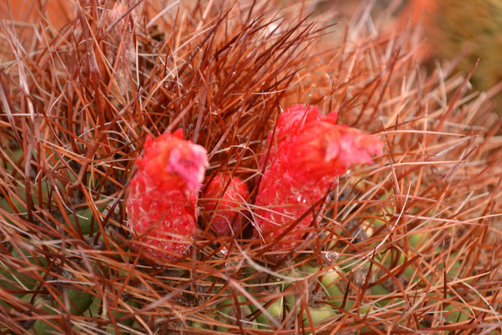 DSC_0135.JPG