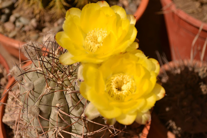 DSC_0140.JPG