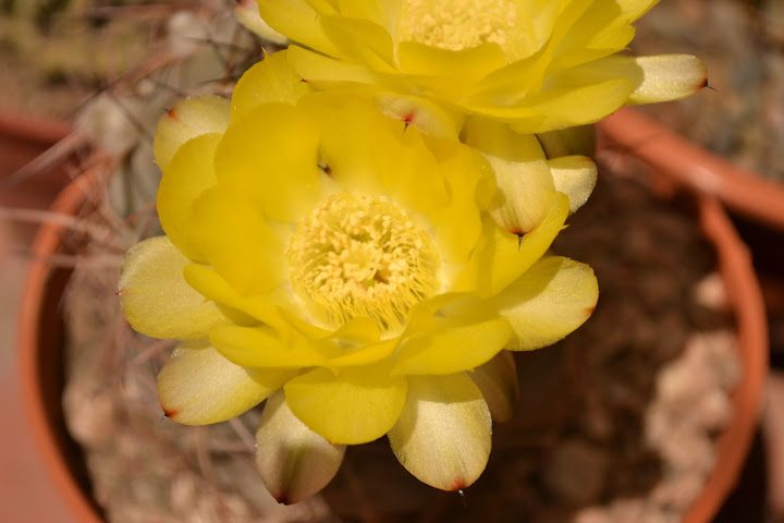 DSC_0145.JPG
