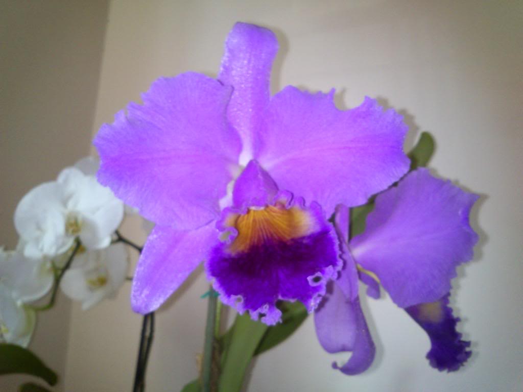 DSC_0150_zps152c21ca.jpg