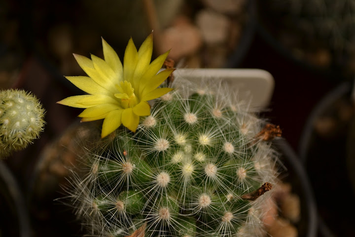 DSC_0153.JPG