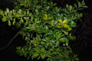 DSC_0156.jpg