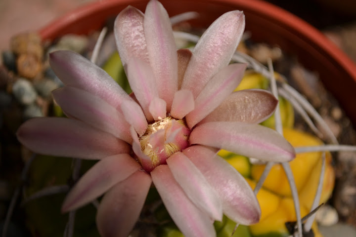 DSC_0156.JPG