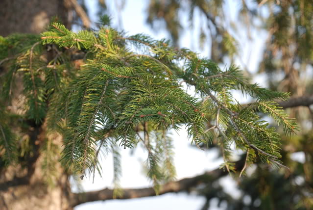 DSC_0161.jpg