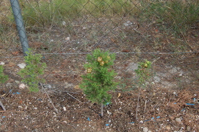 DSC_0161.jpg