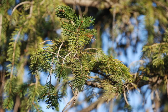DSC_0162.jpg