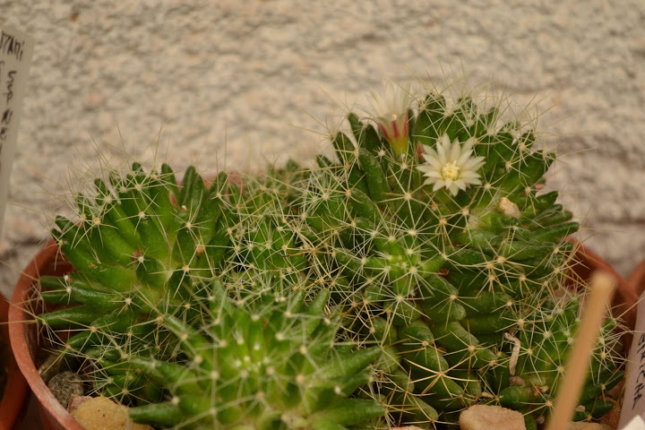 DSC_0166.JPG