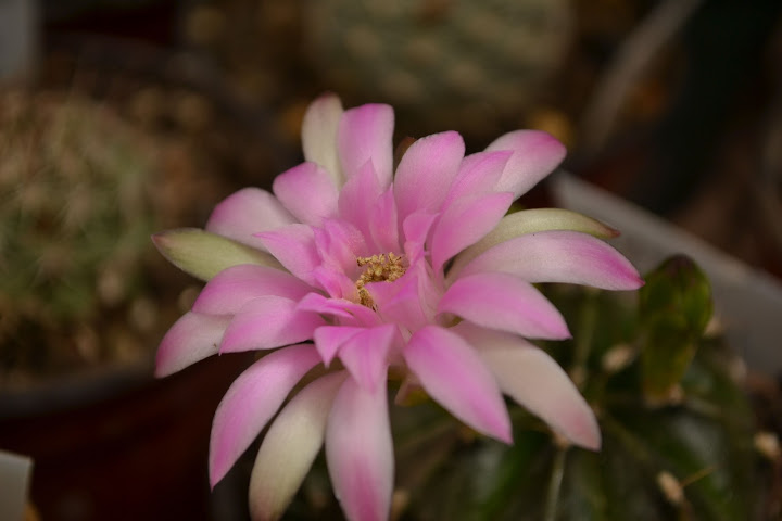 DSC_0168.JPG