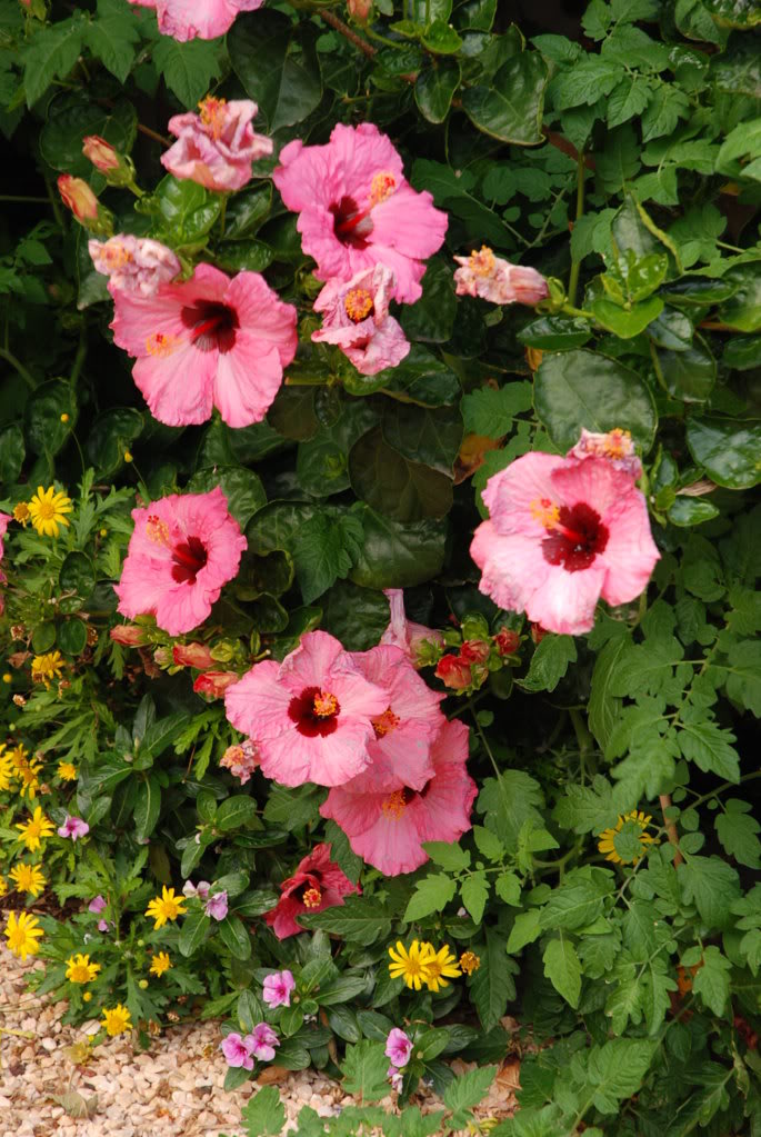 DSC_0169.jpg