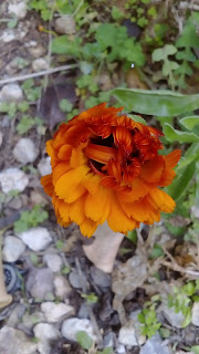 DSC_0174.JPG