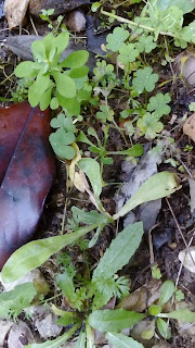 DSC_0175.JPG