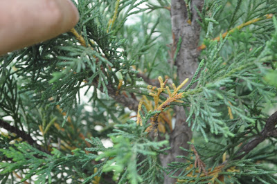 DSC_0199.JPG