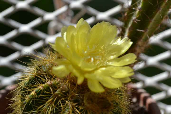 DSC_0199.JPG