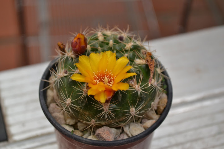 DSC_0200.JPG