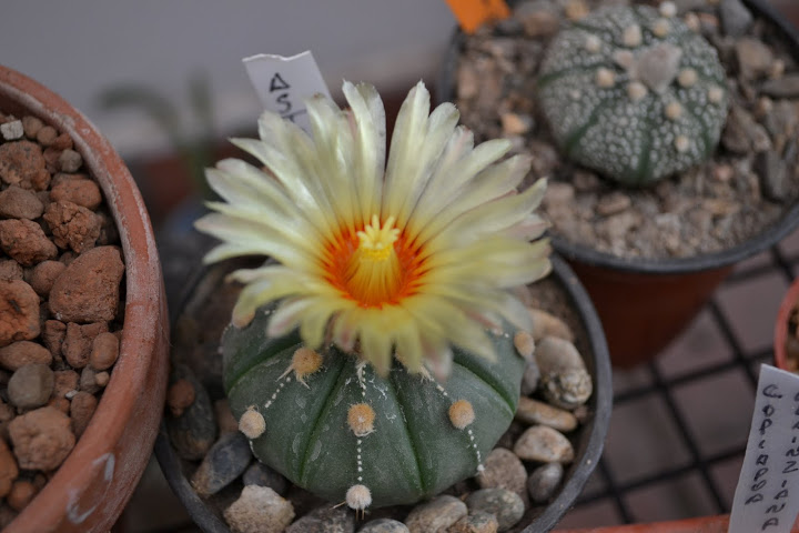 DSC_0207.JPG