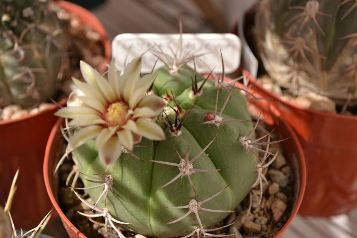DSC_0208.JPG