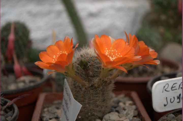 DSC_0209.jpg