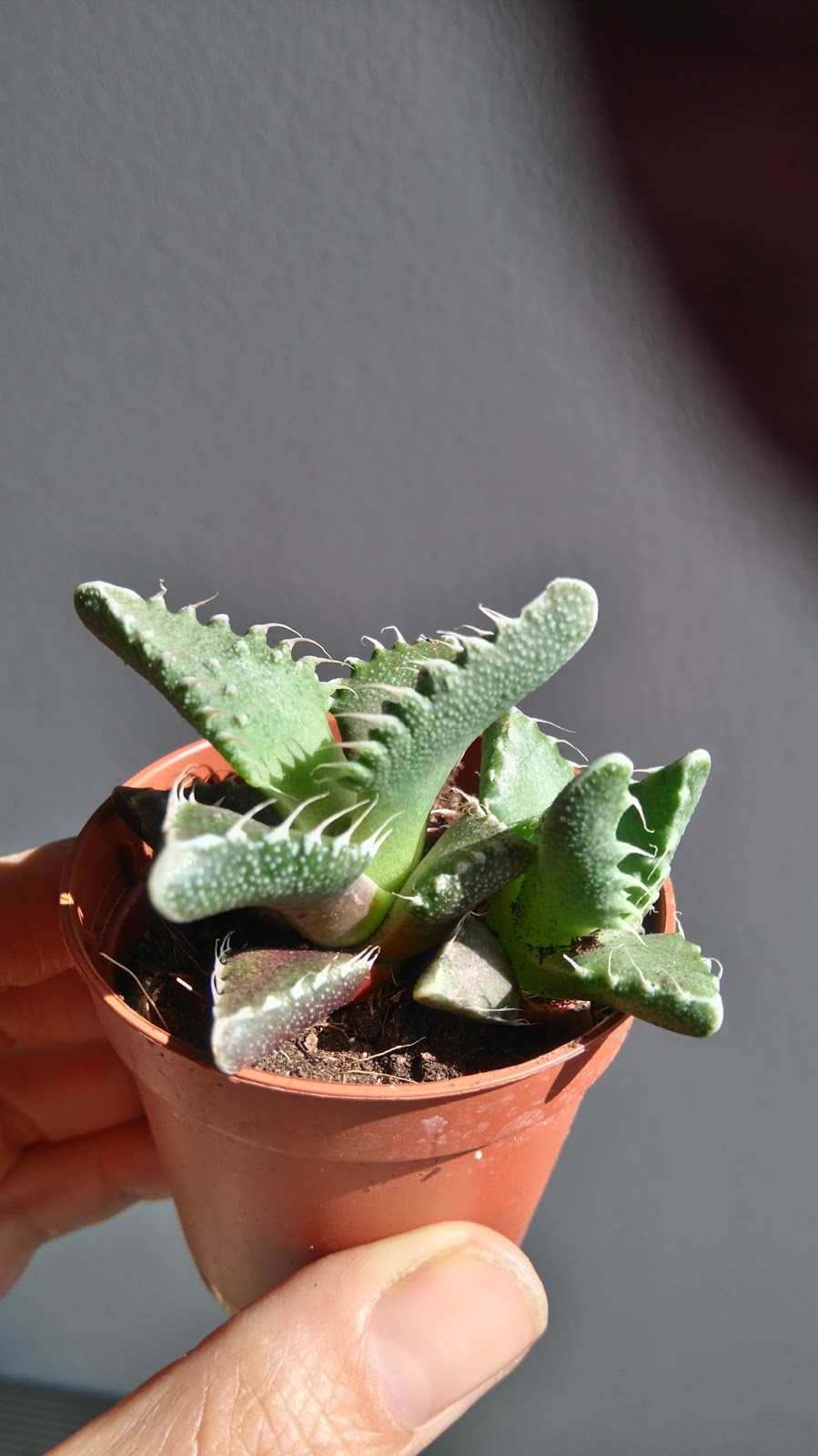 DSC_0226.JPG