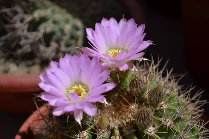 DSC_0227.JPG