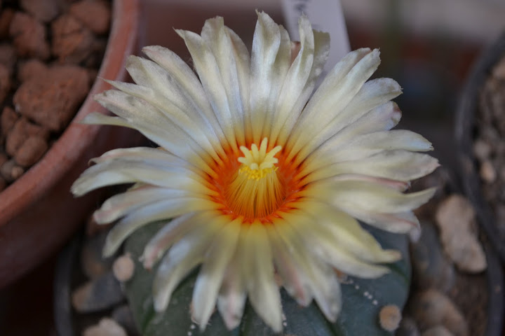 DSC_0230.JPG