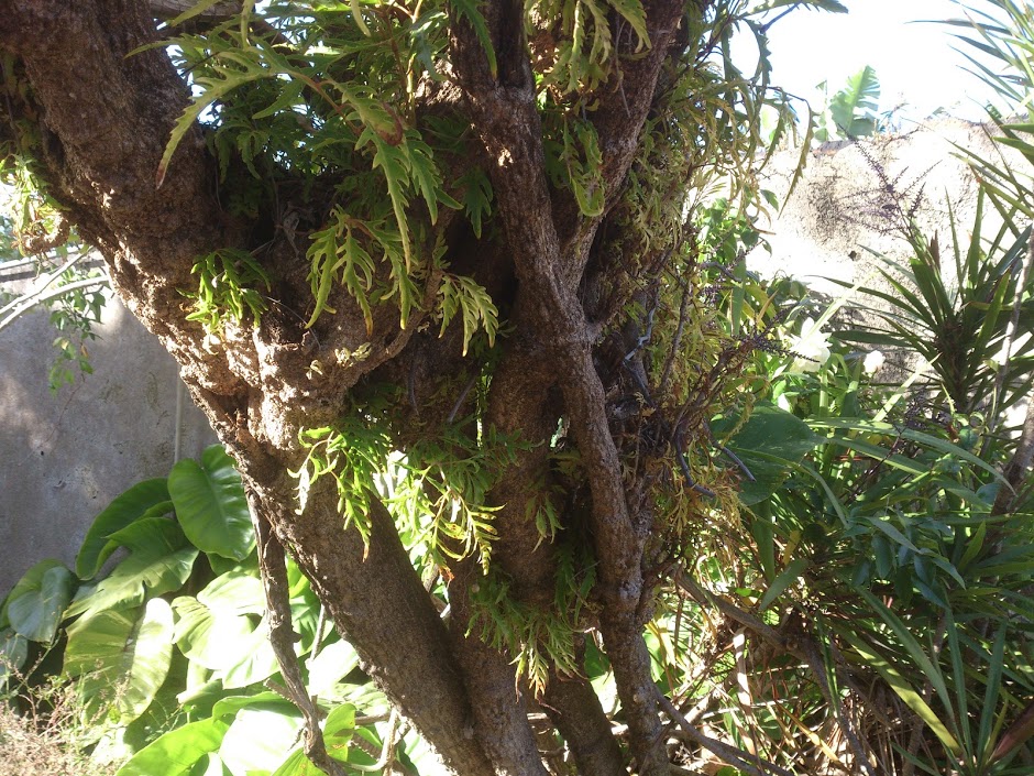 DSC_0232.jpg