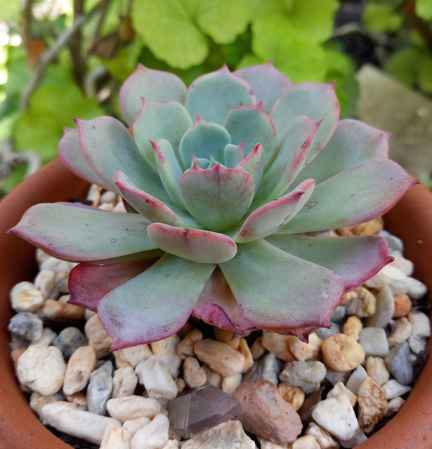 DSC_0238.jpg