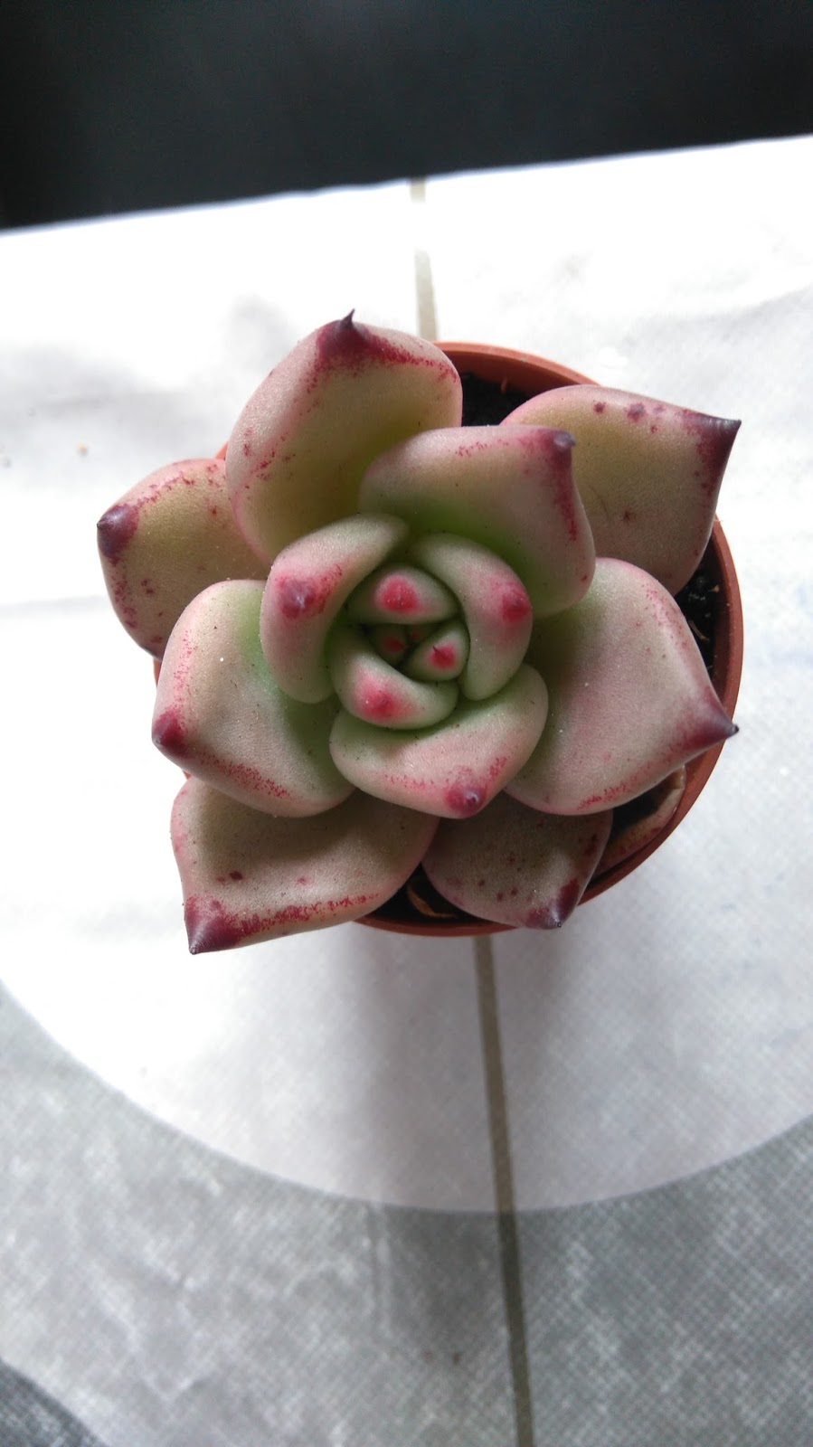 DSC_0244.JPG