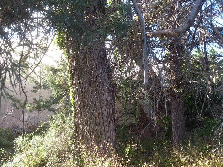 DSC_0245.jpg