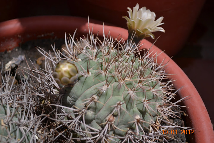 DSC_0252.JPG