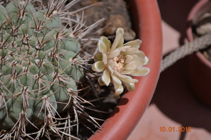 DSC_0253.JPG