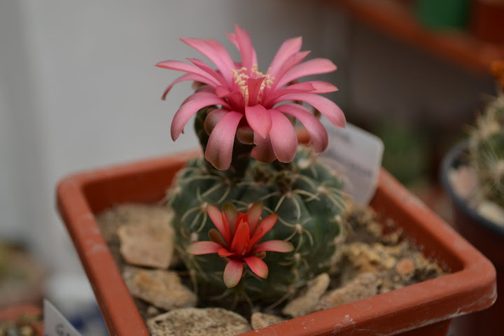 DSC_0257.JPG