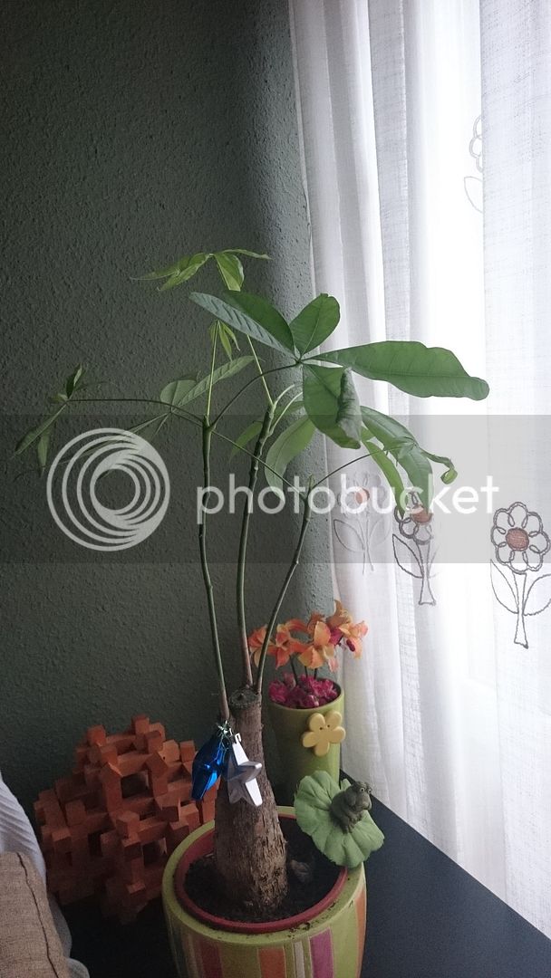 DSC_0263_zpsflrijoh7.jpg