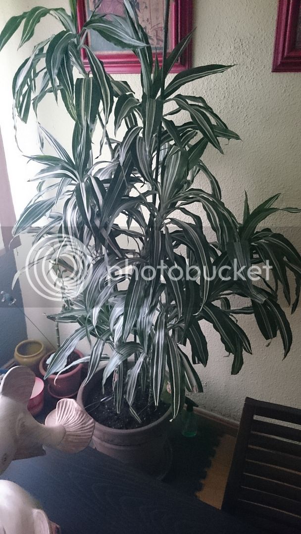 DSC_0266_zpsa4k6z0g3.jpg