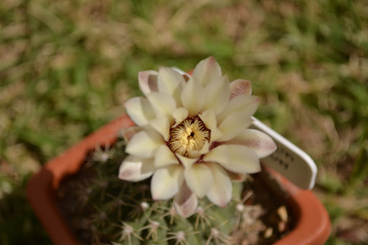 DSC_0274.JPG