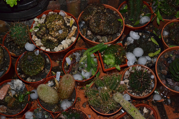 DSC_0277.JPG