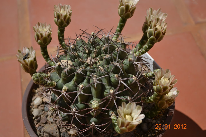 DSC_0293.JPG