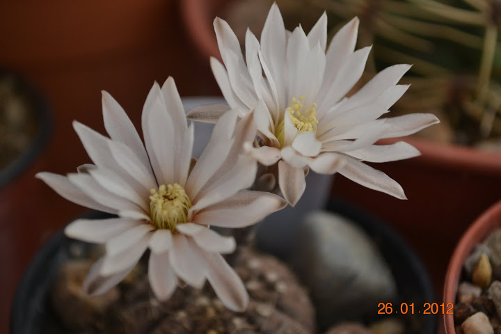 DSC_0303.JPG
