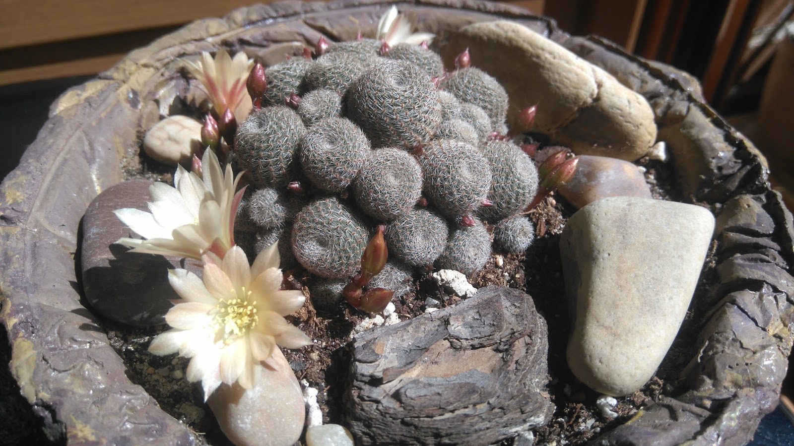 DSC_0303.JPG