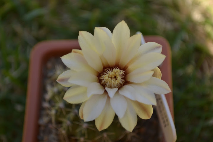 DSC_0305.JPG