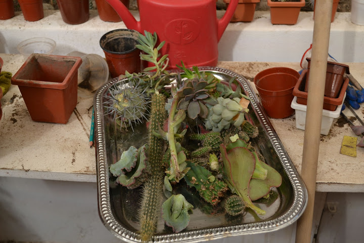 DSC_0305.JPG