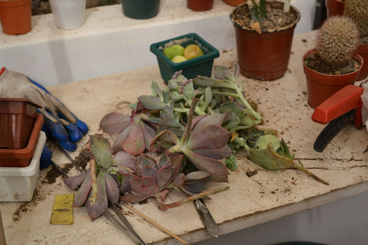 DSC_0306.JPG