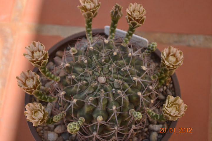 DSC_0309.JPG