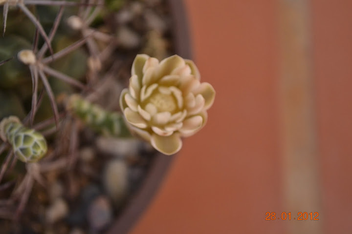 DSC_0310.JPG