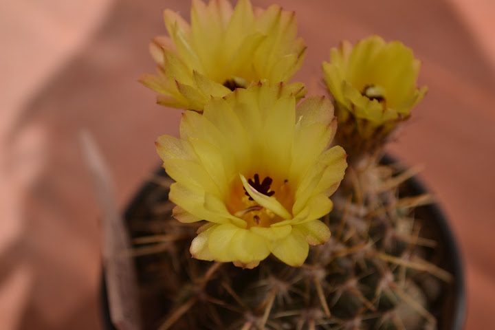 DSC_0310.JPG
