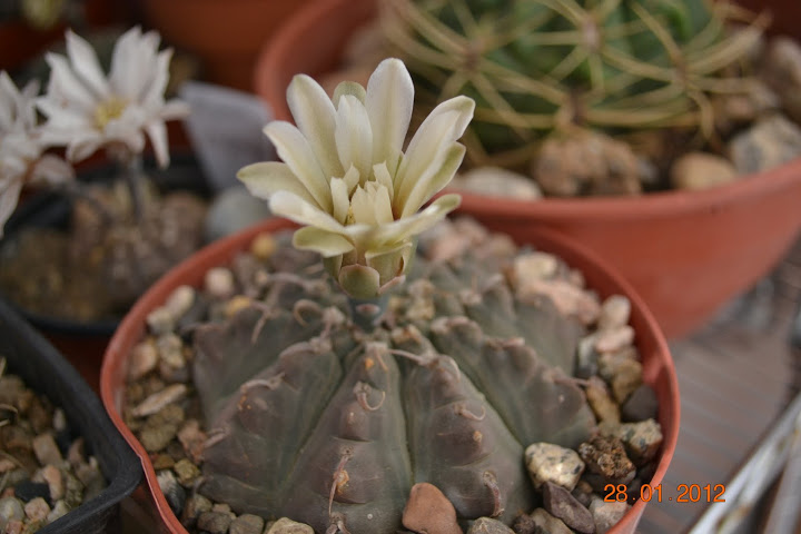 DSC_0314.JPG