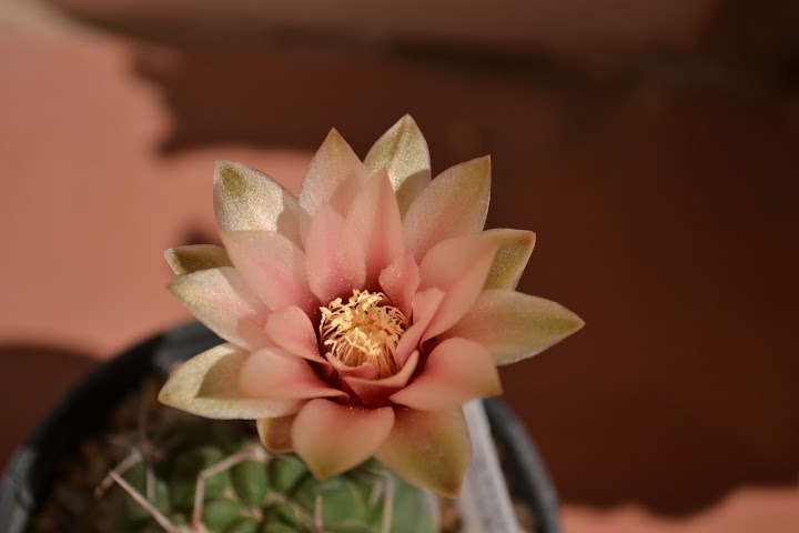DSC_0314.JPG