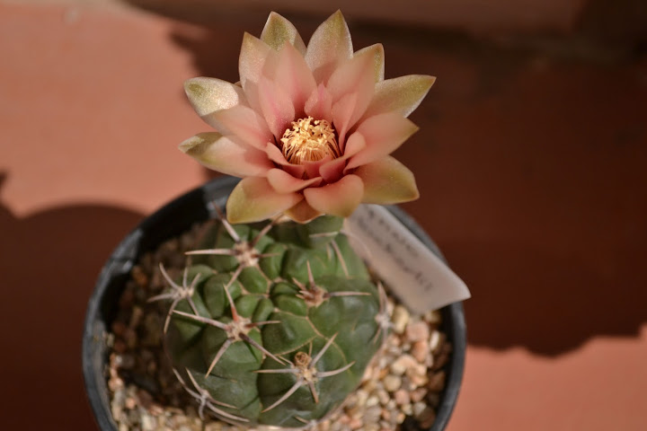 DSC_0315.JPG