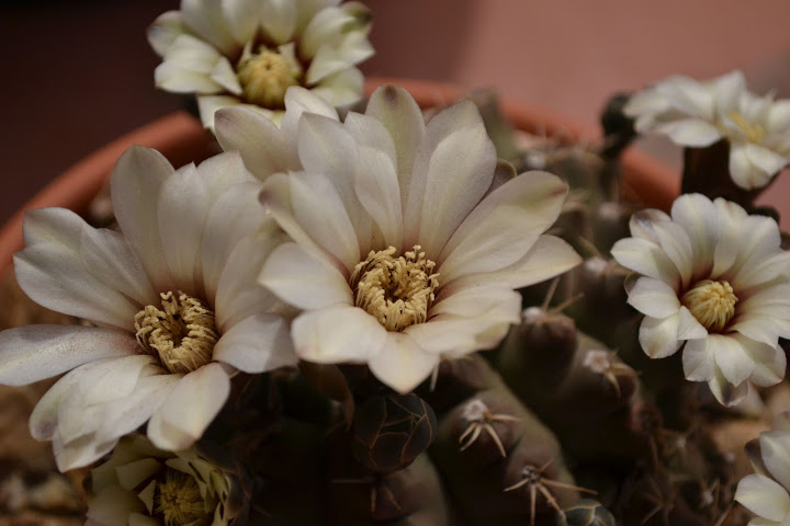 DSC_0334.JPG