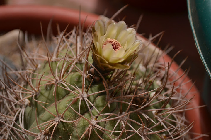 DSC_0335.JPG
